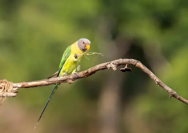 stock image A female plum-headed parakeet perched on top of a branch in the outskirts of the jungles in city of Shivamoga while feeding on rice paddy seeds