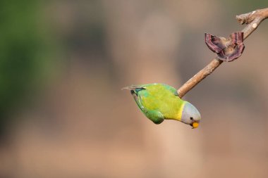 A female plum-headed parakeet perched on top of a branch in the outskirts of the jungles in city of Shivamoga while feeding on rice paddy seeds clipart