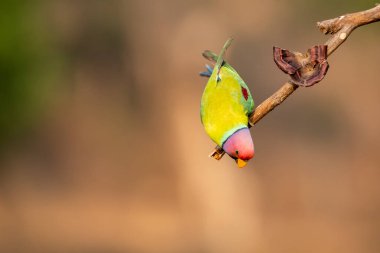 Erkek erik kafalı bir muhabbet kuşu, çeltik tohumlarıyla beslenirken Shivamoga şehrindeki ormanların dışındaki bir dalın tepesine tünedi.