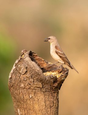 Sarı boğazlı bir serçe, Shivamoga 'nın eteklerindeki çeltik tohumlarıyla beslenen bir dala tünedi.