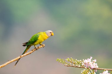 Dişi erik kafalı bir muhabbet kuşu, çeltik tohumlarıyla beslenirken Shivamoga şehrindeki ormanların dışındaki bir dalın tepesine tünedi.