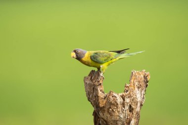 Dişi erik kafalı bir muhabbet kuşu, çeltik tohumlarıyla beslenirken Shivamoga şehrindeki ormanların dışındaki bir dalın tepesine tünedi.