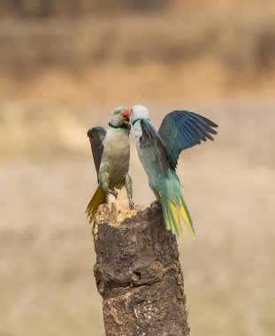 Shivmoga 'nın batısındaki beslenme noktasında daha iyi bir yer için savaşan iki muhabbet kuşu.