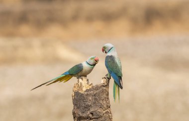 Shivmoga 'nın batısındaki beslenme noktasında daha iyi bir yer için savaşan iki muhabbet kuşu.