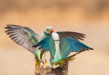 Shivmoga 'nın batısındaki beslenme noktasında daha iyi bir yer için savaşan iki muhabbet kuşu.