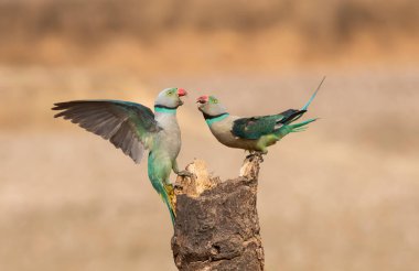 Two malabar parakeets fighting for a better place at the feeding point on the outskirts of Shivmoga in Western Ghats clipart