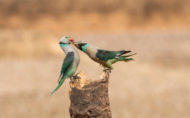 Two malabar parakeets fighting for a better place at the feeding point on the outskirts of Shivmoga in Western Ghats clipart