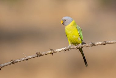 Dişi erik kafalı bir muhabbet kuşu, çeltik tohumlarıyla beslenirken Shivamoga şehrindeki ormanların dışındaki bir dalın tepesine tünedi.
