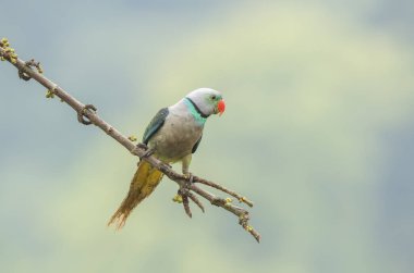 A Malabar Parakeet perched on top of a branch in the outskirts of the jungles in city of Shivamoga while feeding on rice paddy seeds clipart