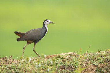 Karnataka 'nın Shivamoha kasabasının dışındaki çeltik tarlasının kenarında yürüyen beyaz göğüslü bir su tavuğu.