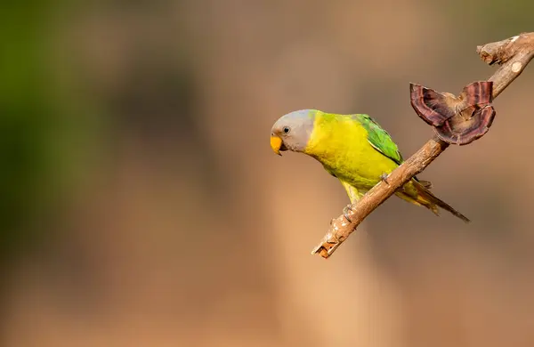 stock image A female plum-headed parakeet perched on top of a branch in the outskirts of the jungles in city of Shivamoga while feeding on rice paddy seeds