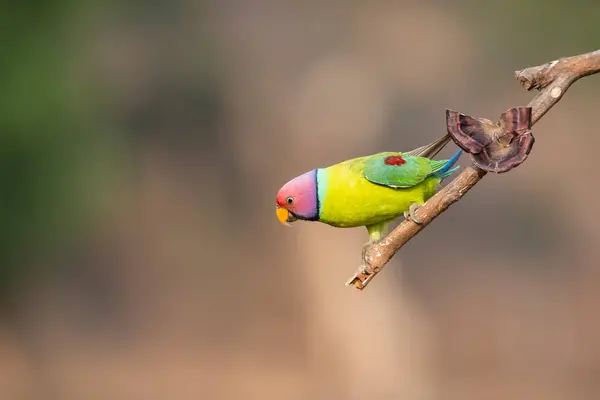 stock image A male plum-headed parakeet perched on top of a branch in the outskirts of the jungles in city of Shivamoga while feeding on rice paddy seeds