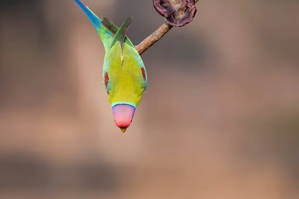 stock image A male plum-headed parakeet perched on top of a branch in the outskirts of the jungles in city of Shivamoga while feeding on rice paddy seeds