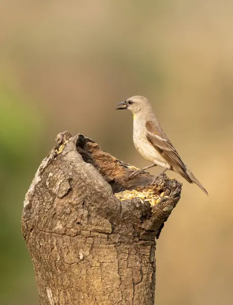 stock image A yellow-throated sparrow perched on a branch feeding on rice paddy seeds on the outskirts of Shivamoga