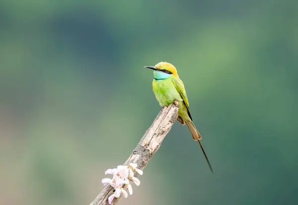 stock image A green bee eater perched on a tree branch in the middle of rice fields on the outskirts of Shivamoga town in Karnataka