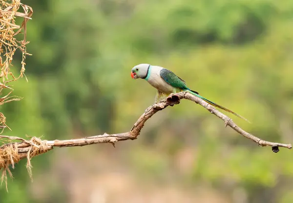 stock image A Malabar Parakeet perched on top of a branch in the outskirts of the jungles in city of Shivamoga while feeding on rice paddy seeds