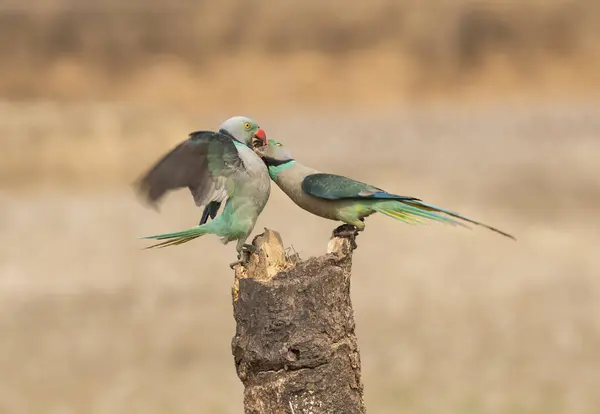 chaithanya.krishnan