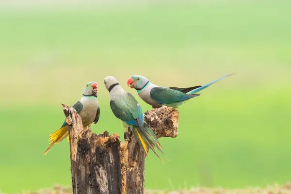 stock image Three malabar parakeets fighting for a place at the feeding point on the outskirts of Shivmoga in Western Ghats