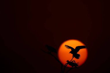 A silhouette of egyptian vulture perched on top of a tree with a setting sun in the background inside Jorbeer conservation area on the outskirts of Bikaner, Rajasthan clipart