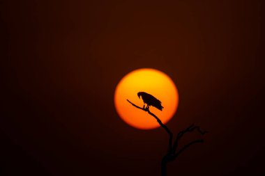 A silhouette of egyptian vulture perched on top of a tree with a setting sun in the background inside Jorbeer conservation area on the outskirts of Bikaner, Rajasthan clipart