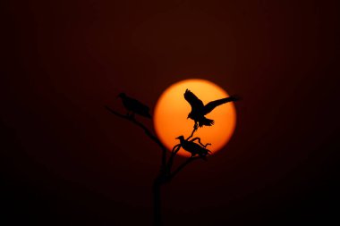 Bir Mısırlı akbaba silueti, arka planda batan güneşle birlikte bir ağacın tepesine tünemiş. Bikaner, Rajasthan 'ın dışındaki Jorbeer koruma alanının içinde.