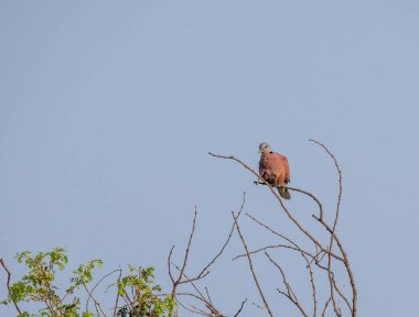 Kırmızı yakalı bir güvercin Talchappar Blackbuck koruma barınağındaki bir ağaç dalının tepesine tünemiş.