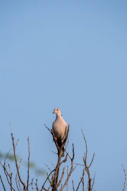 Halkalı güvercin, Talchappar Blackbuck koruma barınağındaki bir ağaç dalının tepesine tünemiş.