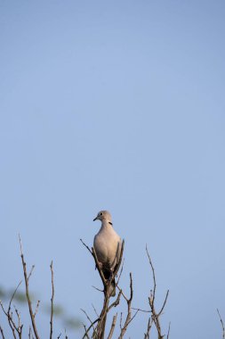 Halkalı güvercin, Talchappar Blackbuck koruma barınağındaki bir ağaç dalının tepesine tünemiş.