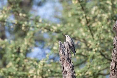 An Indian spotted creper on a tree in the outskirts of Tal chappar black buck sanctuary in Rajasthan clipart