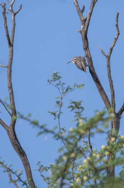 An Indian spotted creper on a tree in the outskirts of Tal chappar black buck sanctuary in Rajasthan clipart