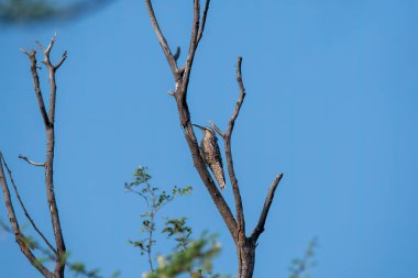 Rajasthan 'daki Tal chappar kara geyik barınağındaki bir ağaçta bir kızılderili benekli sürüngen tespit etti.