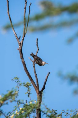 An Indian spotted creper on a tree in the outskirts of Tal chappar black buck sanctuary in Rajasthan clipart