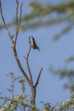 Rajasthan 'daki Tal chappar kara geyik barınağındaki bir ağaçta bir kızılderili benekli sürüngen tespit etti.