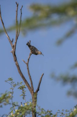 Rajasthan 'daki Tal chappar kara geyik barınağındaki bir ağaçta bir kızılderili benekli sürüngen tespit etti.