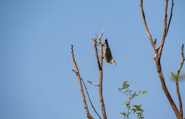 An Indian spotted creper on a tree in the outskirts of Tal chappar black buck sanctuary in Rajasthan clipart