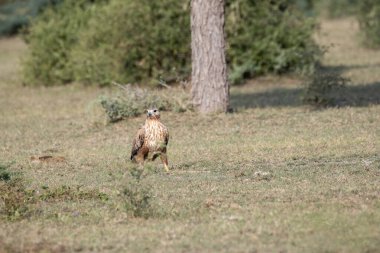 Uzun bacaklı bir akbaba yerde dinleniyor. Tal Chappar 'ın içinde Banni otlaklarında dikenli kuyruklu bir kertenkele arıyor. Kara para rezervi.