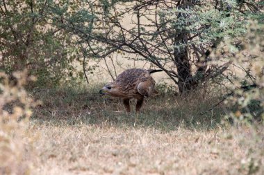 Uzun bacaklı bir akbaba, Tal Chappar 'ın içinde Banni otlaklarında dikenli kuyruklu bir kertenkeleyle ziyafet çekiyor.