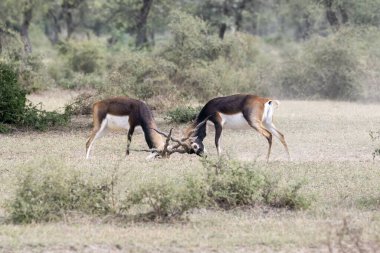 Two male blackbucks fighting for dominance in the herd for mating privilege inside Tal chappar blackbuck reserve clipart