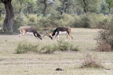 İki siyah erkek, Tal chappar Blackbuck bölgesinde çiftleşme ayrıcalığı için sürünün hakimiyeti için savaşıyor.