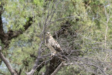 Rajasthan 'daki Tal chappar kara parkının içindeki ağacın tepesine tünemiş çizmeli bir kartal.