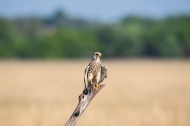 A kestel perched on a tree stomp in the grasslands of Talchappar Blackbuck conservation area clipart