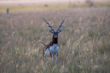 Bir siyah erkek Rajasthan 'daki Tal Chappar Blackbuck arazisinde yürüyor.