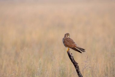 A kestrel perched on a tree stomp in the grasslands of Talchappar Blackbuck conservation area clipart