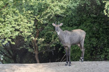 Bir Bluebull, nam-ı diğer Neelgai, Talchappar Blackbuck Koruma Alanı içinde, Rajasthan 'da.
