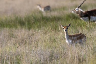 A herd of blackbucks grazing in the grasslands of Blackbuck conservation reserve in Talchappar, Rajasthan clipart