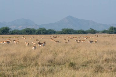 A herd of blackbucks grazing in the grasslands of Blackbuck conservation reserve in Talchappar, Rajasthan clipart