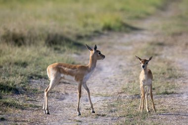 A Male blackbuck family grazing inside Talchappar blackbuck conservation reserve in Rajasthan clipart