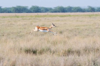 A blackbuck running inside Talchappar blackbuck conservation reserve in Rajasthan clipart