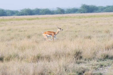 Rajasthan 'daki Talchappar Blackbuck koruma sahasında çalışan bir siyah dolar.