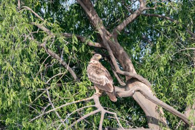 A boneli eagle perched on a tree stomp in the grasslands of Talchappar Blackbuck conservation area clipart